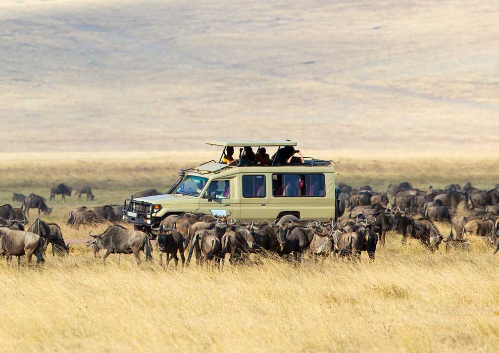 Once in a lifetime safari journey